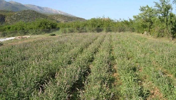 Αυτό είναι το βότανο της «αθανασίας» – Υπάρχει παντού στην Ελλάδα